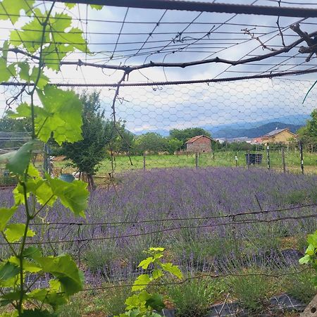 וילה נובה ד'אלבנה Salvia E Rosmarino - Affittacamere In Liguria מראה חיצוני תמונה