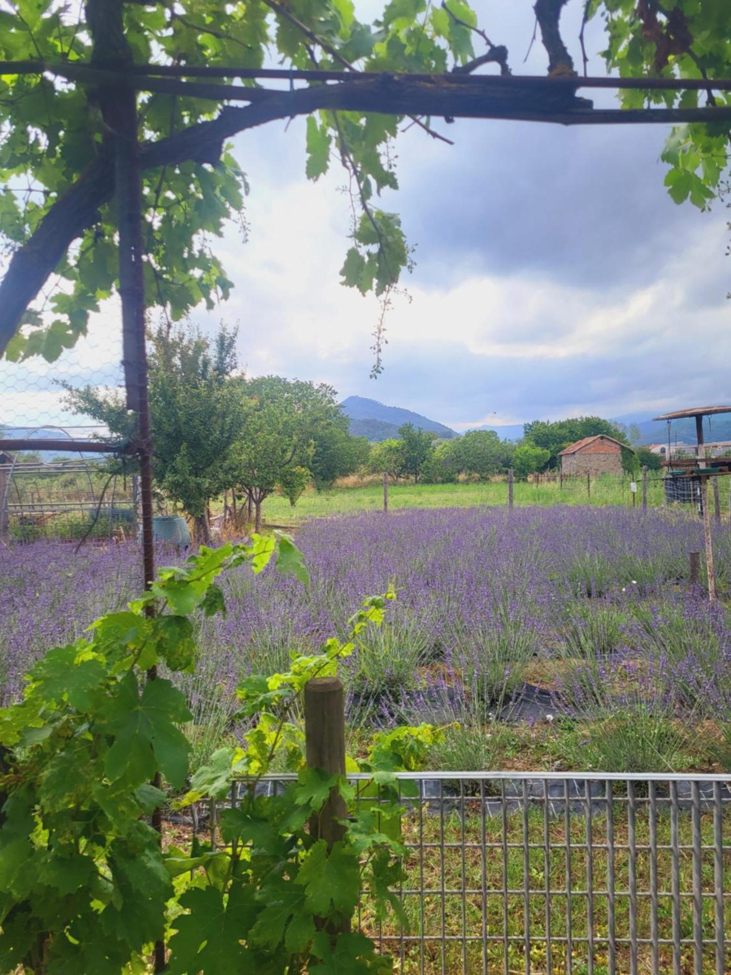וילה נובה ד'אלבנה Salvia E Rosmarino - Affittacamere In Liguria מראה חיצוני תמונה