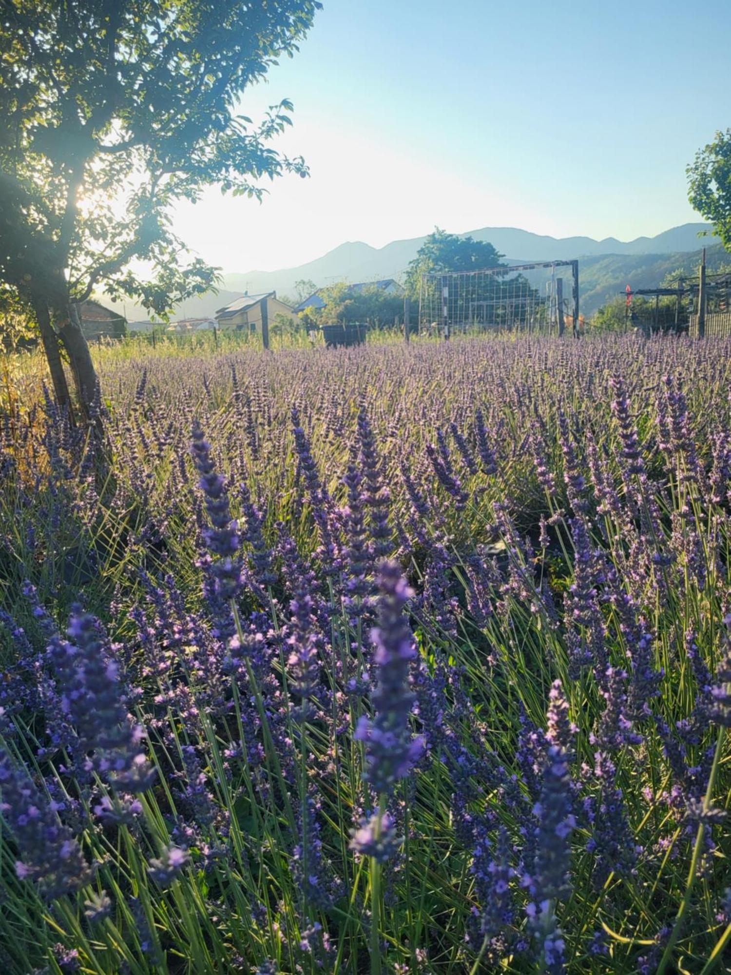 וילה נובה ד'אלבנה Salvia E Rosmarino - Affittacamere In Liguria מראה חיצוני תמונה
