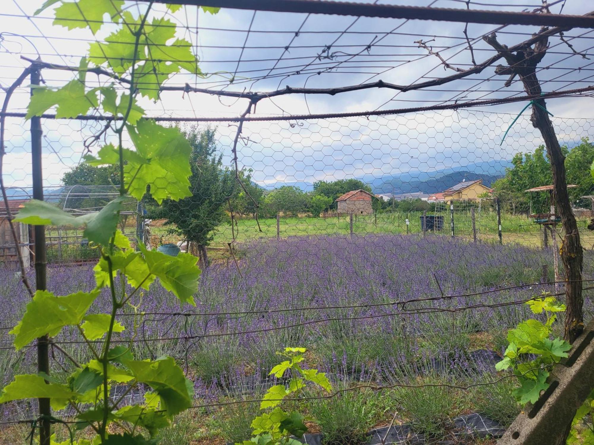 וילה נובה ד'אלבנה Salvia E Rosmarino - Affittacamere In Liguria מראה חיצוני תמונה