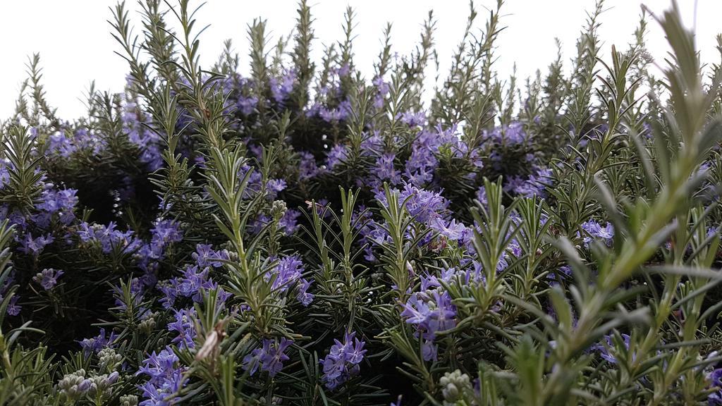 וילה נובה ד'אלבנה Salvia E Rosmarino - Affittacamere In Liguria מראה חיצוני תמונה